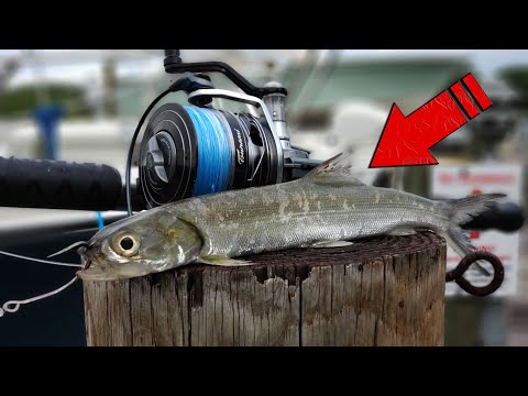 River Monsters are REAL - Fishing with Big Bait