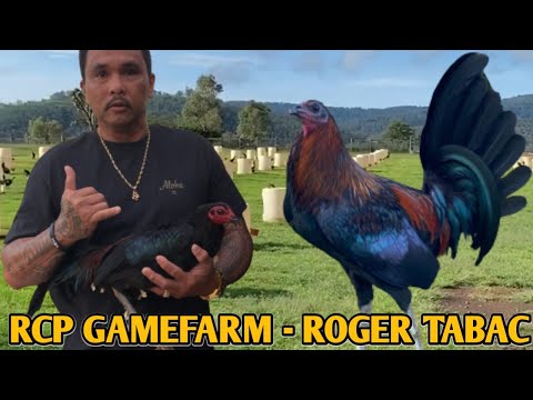 Beautiful Black Birds In Hawaii - RCP FARM - Roger Tabac