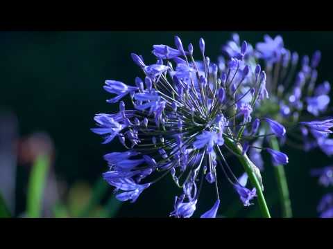 Just As Soon - Kevin MacLeod