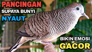 Download lagu Perkutut Lokal Gacor Suara Besar Pancingan Burung Perkutut Agar Cepat Bunyi. mp3 Download lagu Perkutut Lokal Gacor Suara Besar Pancingan Burung Perkutut Agar Cepat Bunyi. mp3