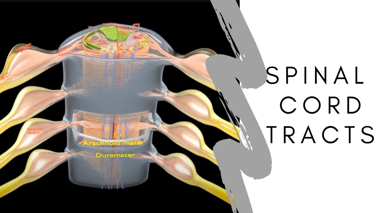 Spinal cord transverse section coverings label 3D Model
