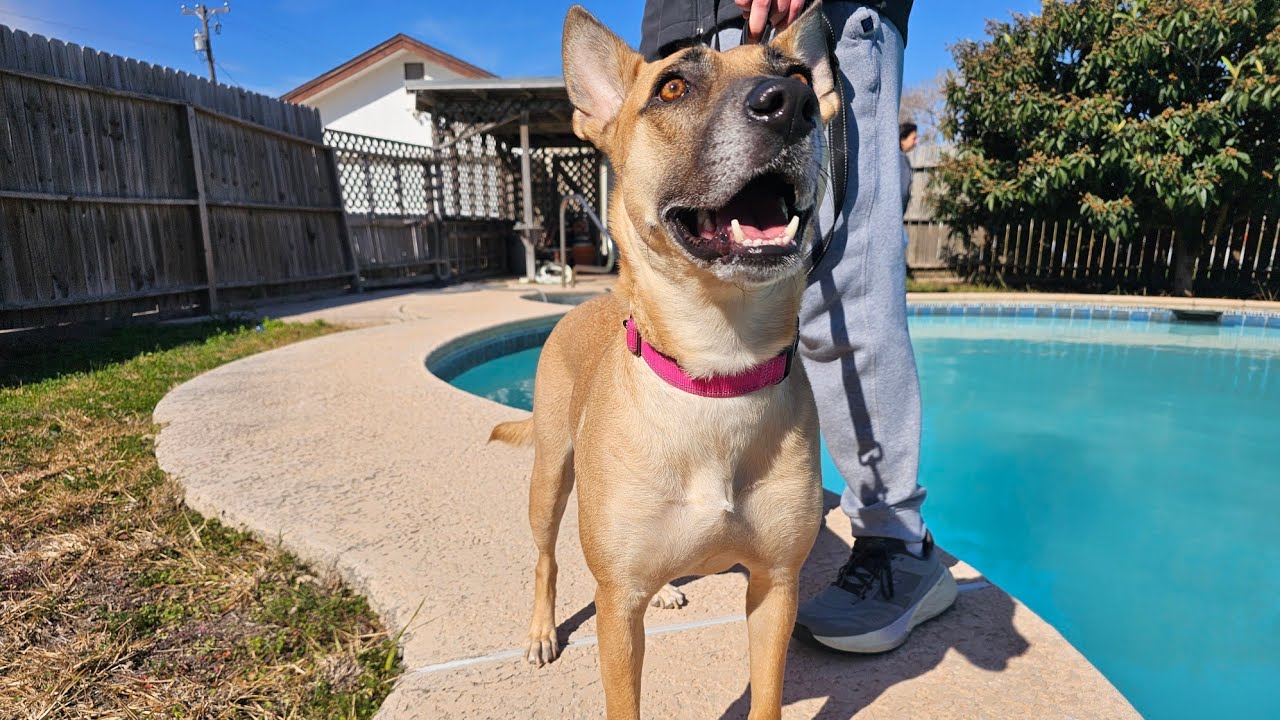 Vibrant Vicky, an adopted mixed breed in Baltimore, MD video 6/6