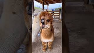 Download lagu Lama yawning #lama #funny mp3 Download lagu Lama yawning #lama #funny mp3