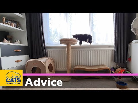 YouTube video about: How much does it cost to amputate a cat's leg?