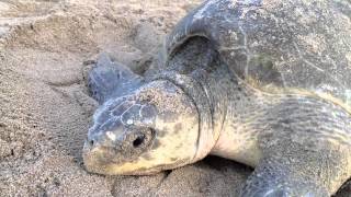 preview picture of video 'Arribada Tortugas - Playa de la Flor - Nicaragua'