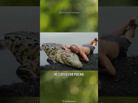 The Man Whose Pet Was A Crocodile