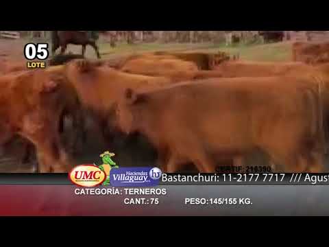 Lote 75 Terneros en Sauce, Corrientes