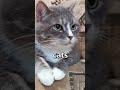 HOW CUTE is this CAT 😱 | Wholesome Moments