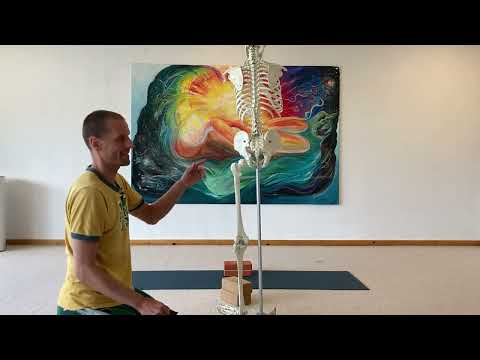 Psoas - der Seelenmuskel