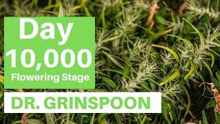 Dr. Grinspoon News DIRECT from Barney&#39;s