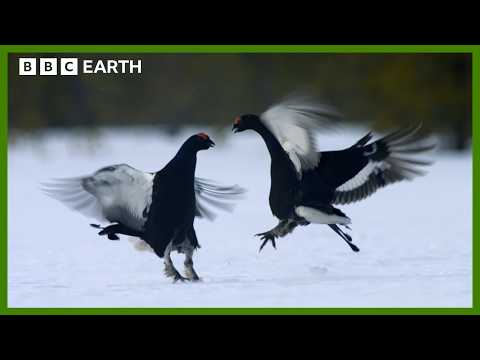 The Most Important Dance Of This Bird's Life | Earth's Great Seasons | BBC Earth
