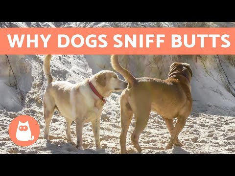 Why do Dogs Sniff Each Other's Butts?