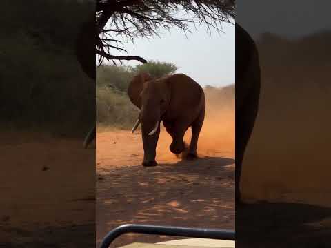 elephant charges on Lion to save calf