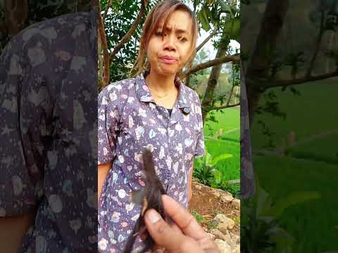 jangan takut de,itu bukan ulat bulu