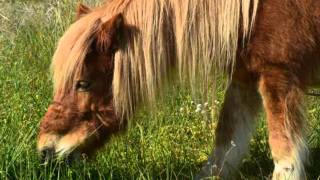 Era Lindo Mi Caballo-Antonio Aguilar