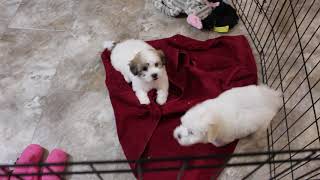 Coton Puppies For Sale - Ireland 10/26/20