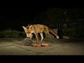 Fox trying its luck with a hedgehog