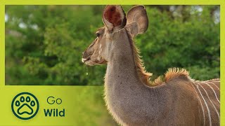 Kudus - Africa's Wild Wonders - The Secrets of Nature