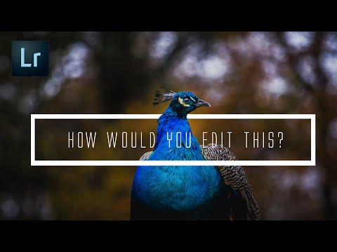 How would you edit this Peacock? | Wildlife edition | Adobe Lightroom CC Tutorial | Part 4