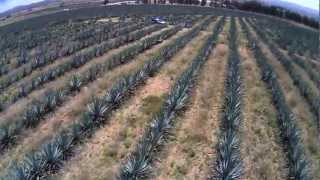 preview picture of video 'FLYING OVER AGAVE IN TEQUILA JALISCO MEXICO'