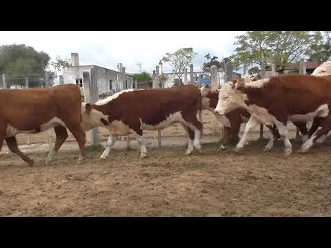 Lote 43 Vaquillonas más de 2 años  HEREFORD 283kg - , Cerro Largo