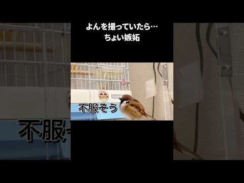 庭の鳥: 野生のスズメを飼いならすにはどうすればよいですか?彼と友達になるために従うべき5つのステップ  庭園