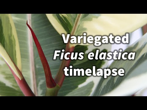 Variegated Ficus elastica (rubber plant) growth time-lapse 2