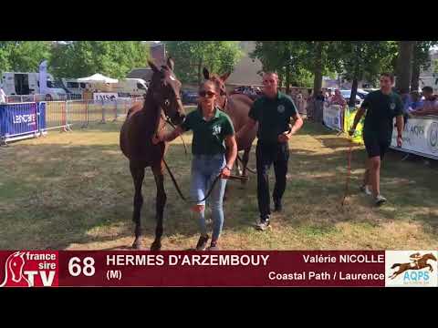 Decize 2017  : lot 68 Hermes d'Arzembouy