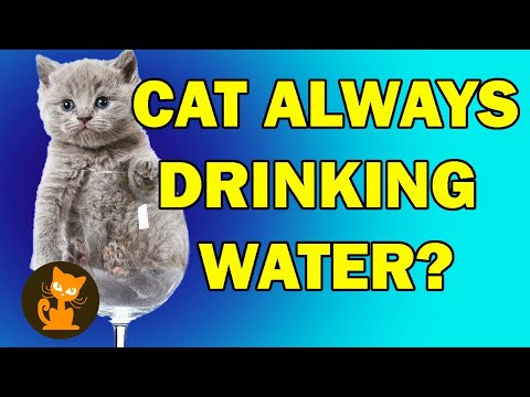 Why is my cat so thirsty?
