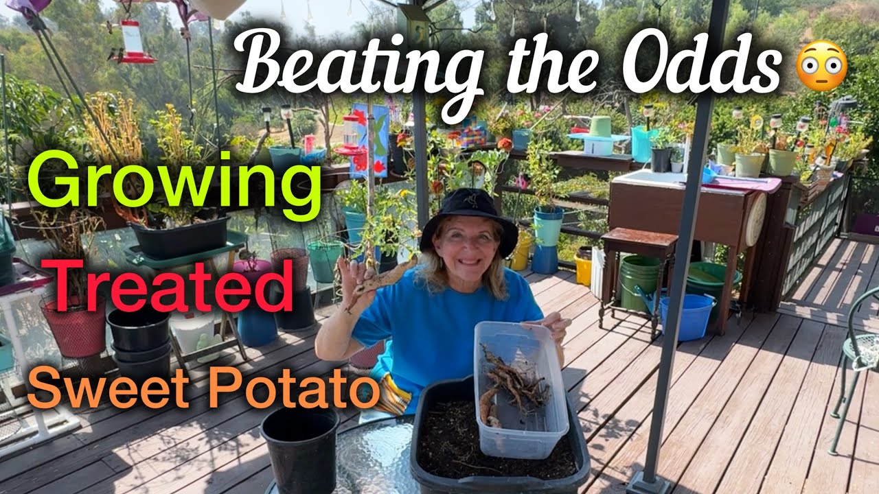 Designer Sweet Potatoes Growing in Dishpan * UPDATE on How to Grow a Store Bought Treated Potato