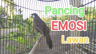 Download lagu Poksay hongkong gacor mantap pancingan EMOSI poksay anda mp3 Download lagu Poksay hongkong gacor mantap pancingan EMOSI poksay anda mp3