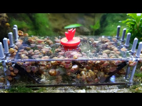 How To Remove Snails From Your Aquarium!!! Sera Snail Trap Review