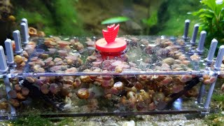 How To Remove Snails From Your Aquarium!!! Sera Snail Trap Review