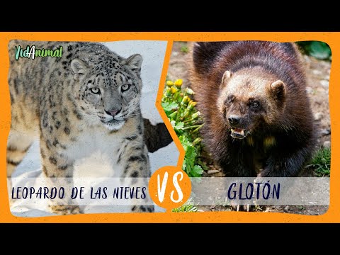 SNOW LEOPARD VS WOLVERINE: Which would win in a battle?