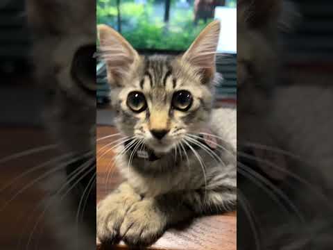 デスクワーク先回り界隈