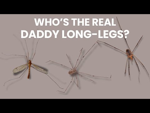 Who Should We Call Daddy Long-Legs? | Cellar Spiders, Harvestmen and Crane Flies
