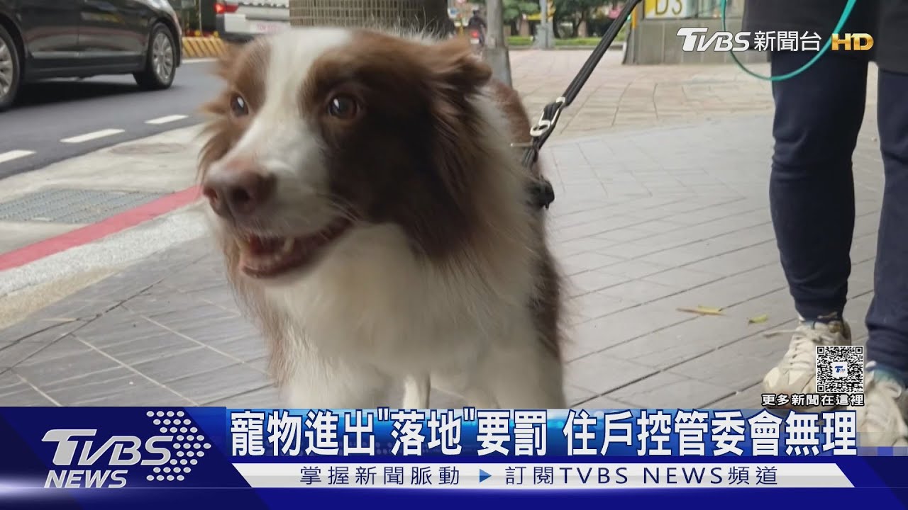 寵物不落地還要戴嘴套!台北社區管委會嚴格規範 居民反彈
