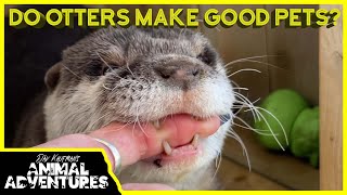Do OTTERS make good PETS?