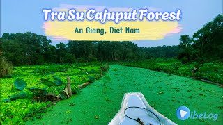 Exploring the Beauty of Tra Su Cajuput Forest by Boat 🌿 | An Giang, Vietnam