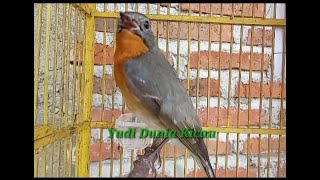 Download lagu Sikatan Mugimaki Gacor mp3