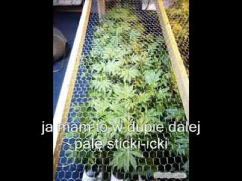 Natural Dread Killaz - Good Sensi by matixr