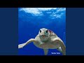Turtle Time