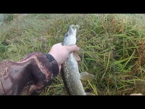 Щука и окунь на лесном озере. Рыбалка на спиннинг.