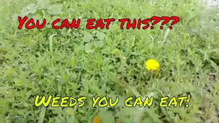 preview picture of video 'Anyone Can Farm Weeds: how to eat off the homestead without planting a thing'