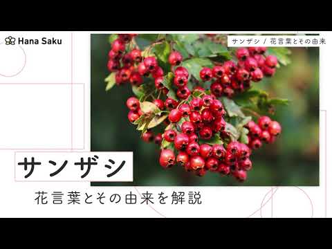 草が茂ったサンザシ 植物