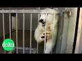 Der Zoo: Tiergefängnis oder Artenschutz? | WDR Doku
