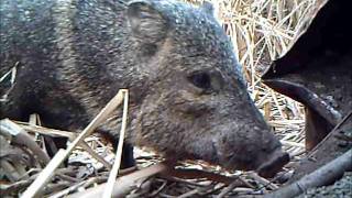 preview picture of video 'Javelina  at Mesilla Valley Bosque State Park'