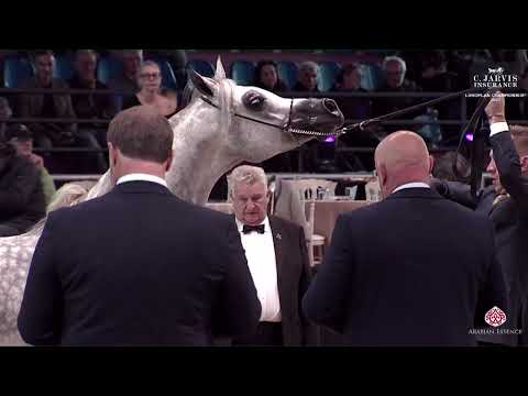 N 79 MAHASIN DE CARTHEREY   European Championship 2023   Stallions 4 6 Years Old Class 10