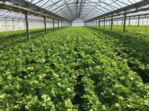 download lagu mp3 mp4 Tozer Seeds, download lagu Tozer Seeds gratis, unduh video klip Tozer Seeds