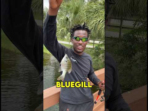 How To Catch A Bluegill (in under 30 seconds)